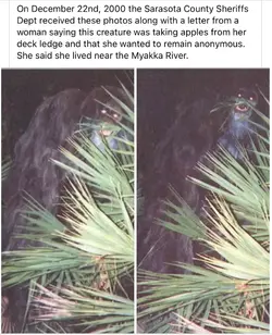 ape.webp
