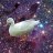 Mama Duck