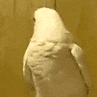 200.gif